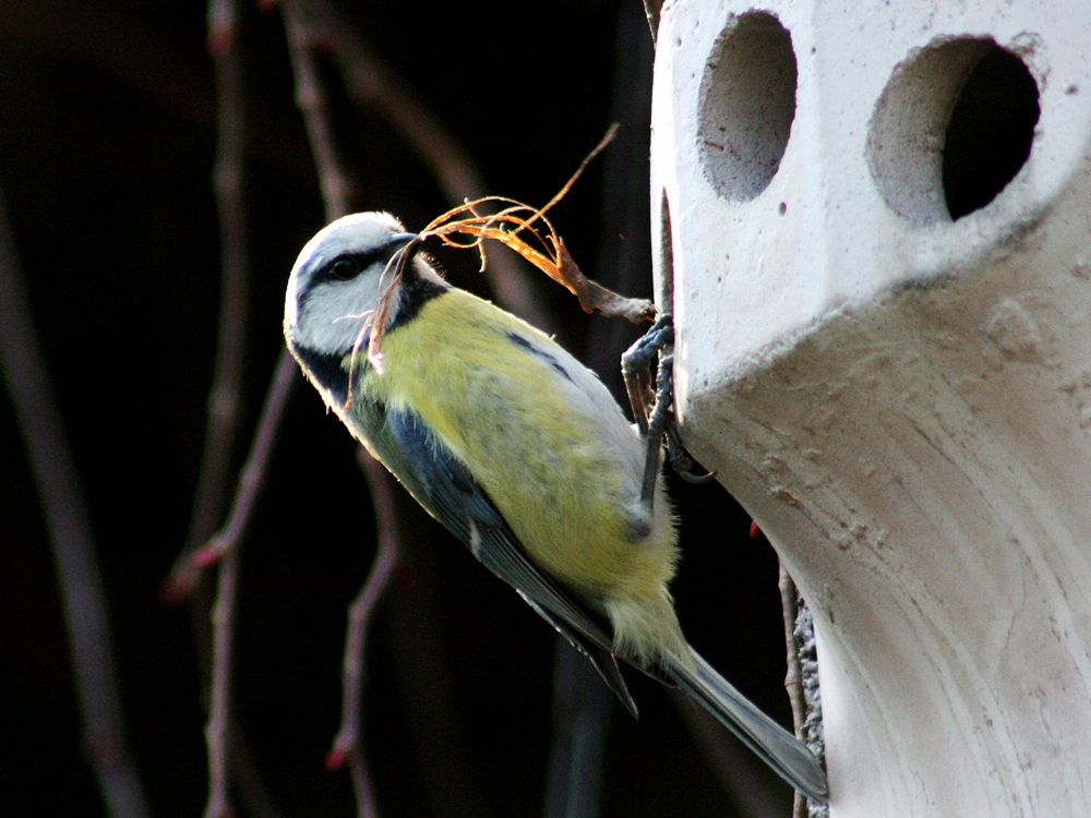 Nestbau