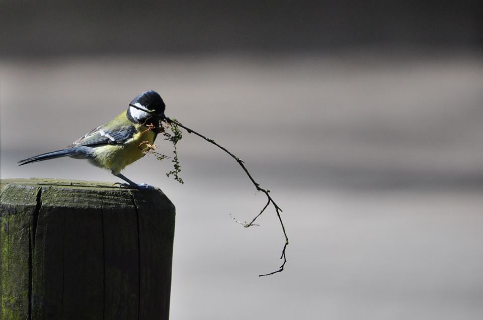 Nestbau