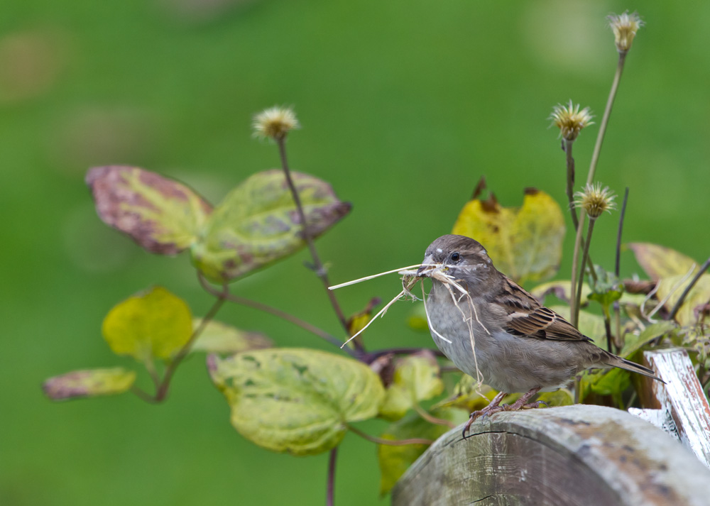 Nestbau