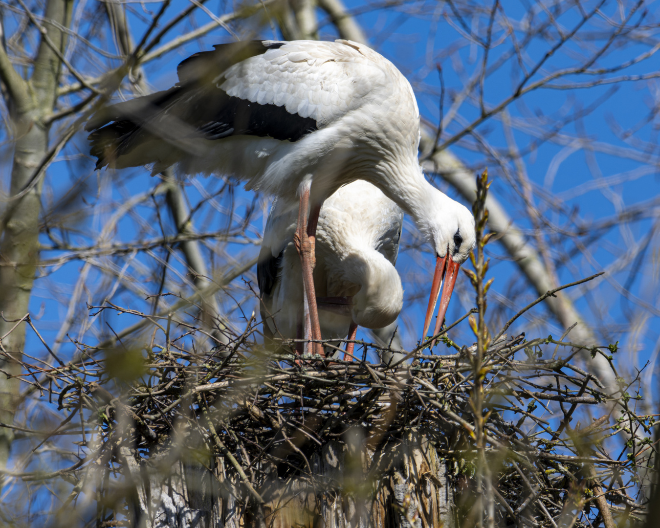 Nestbau