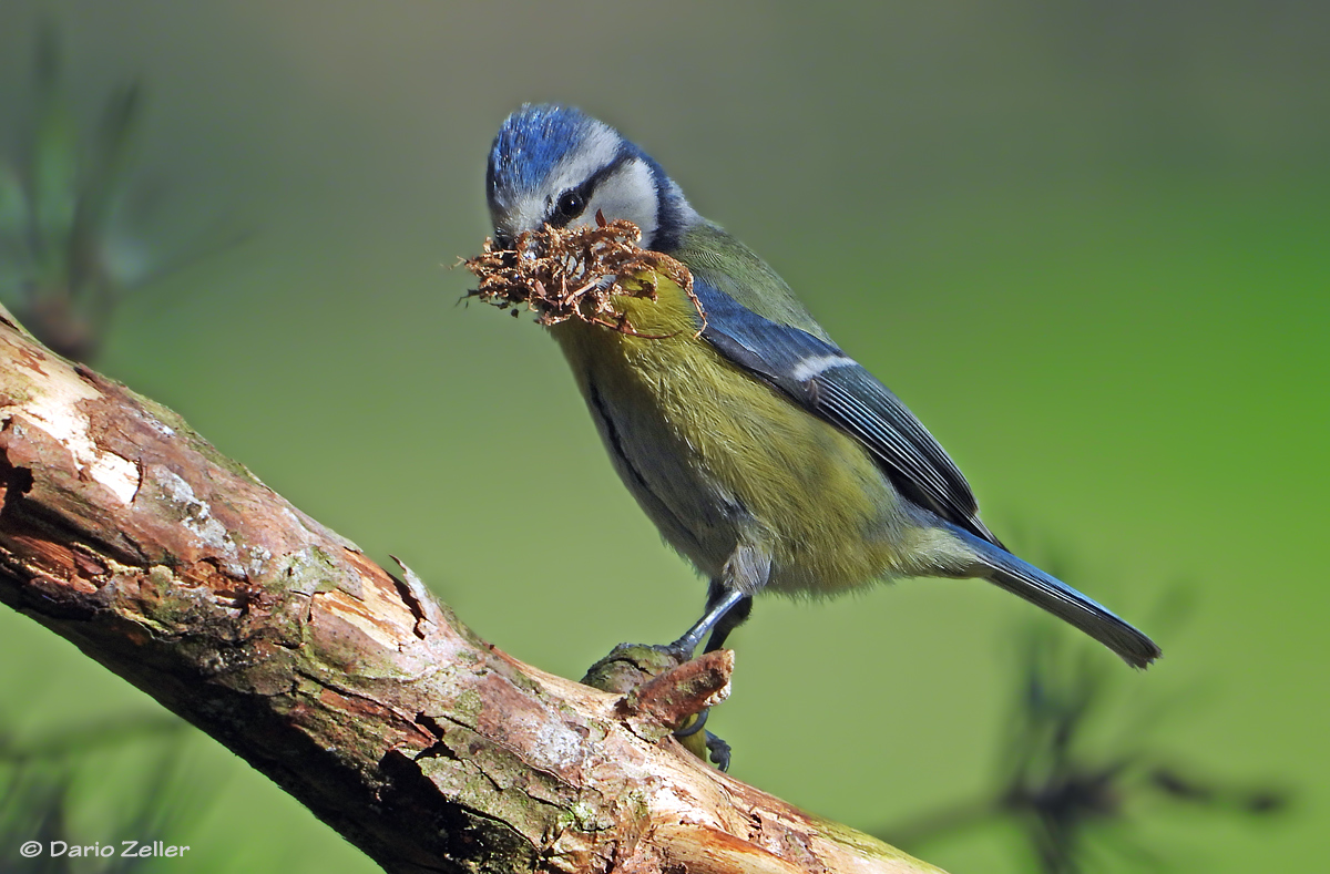 Nestbau