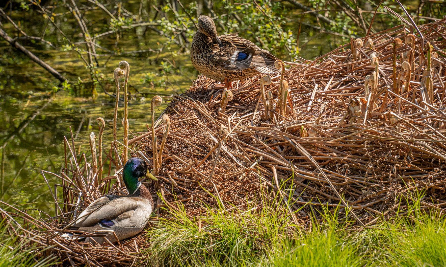 Nestbau