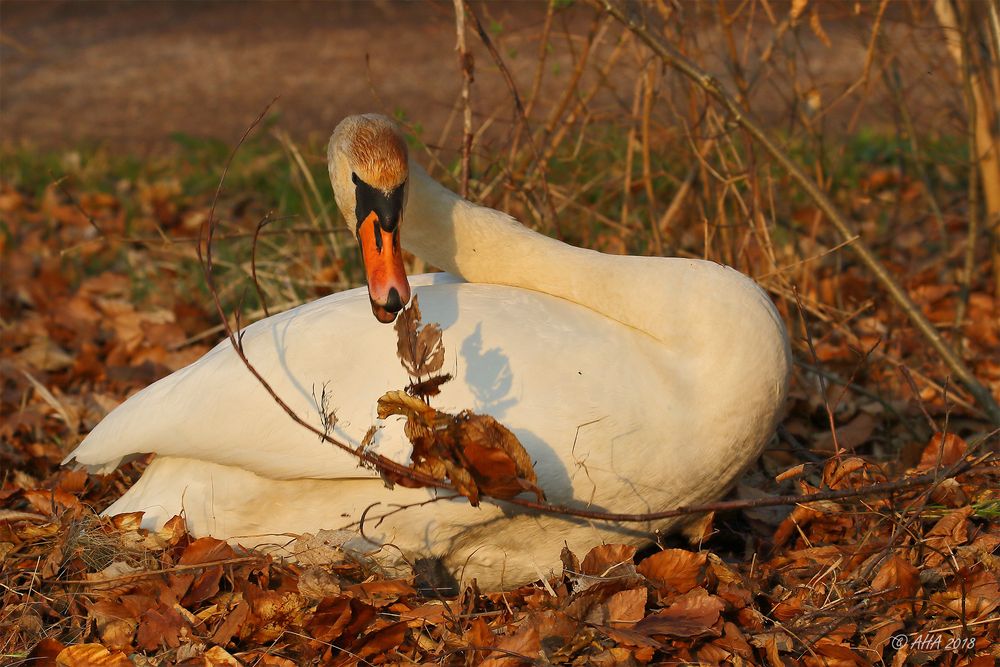 Nestbau