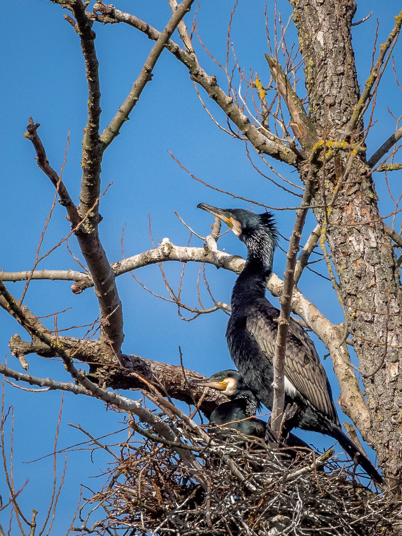 Nestbau abgeschlossen, und nun?