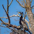 Nestbau abgeschlossen, und nun?