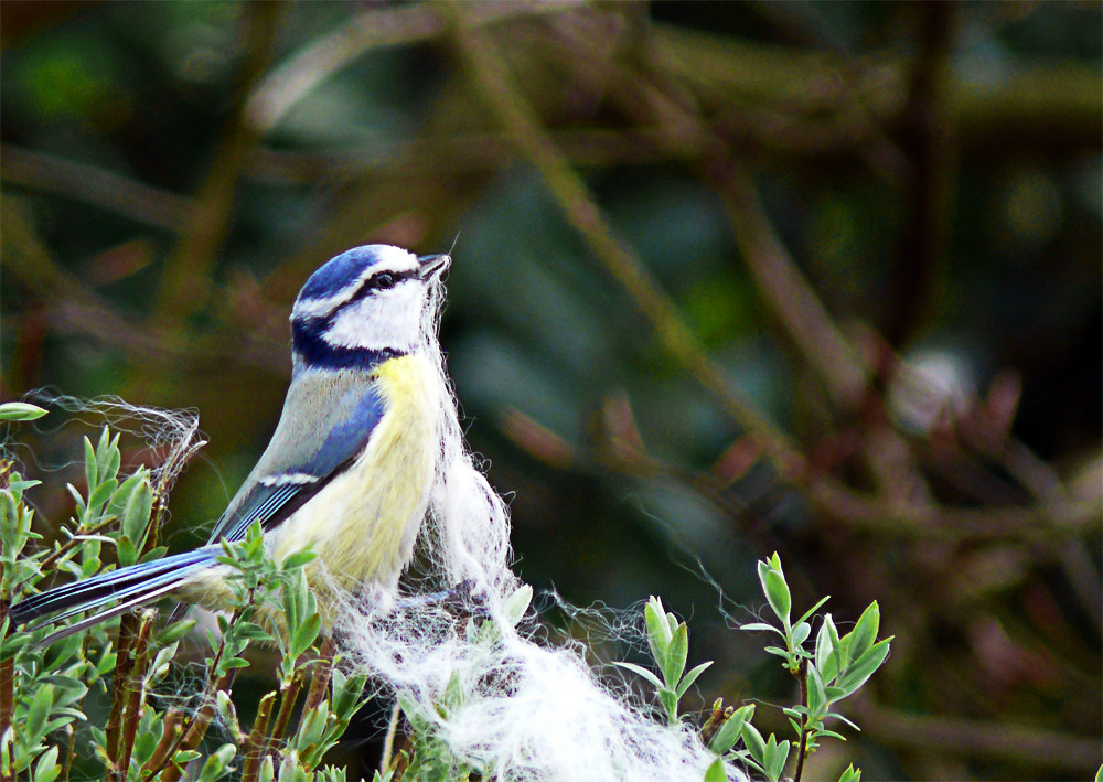 Nestbau am Ostersonntag