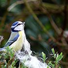 Nestbau am Ostersonntag