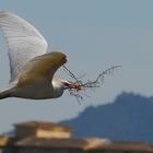 Nestbau auf Mallorca