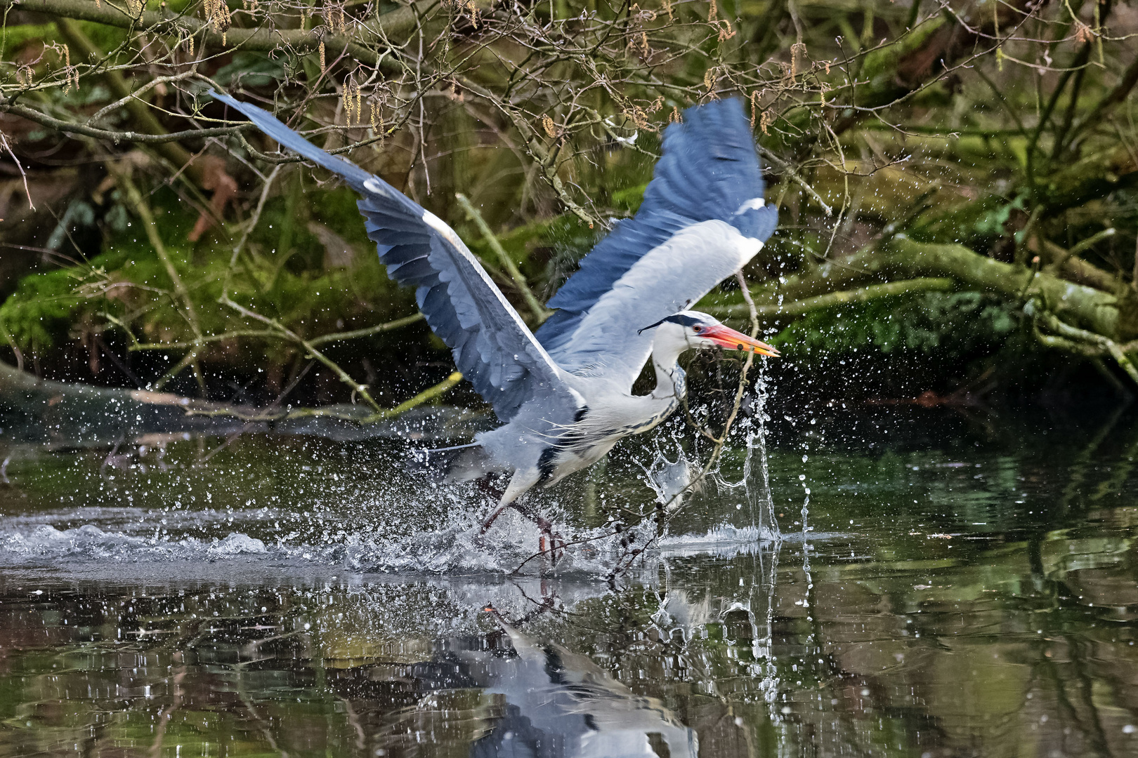 Nestbau