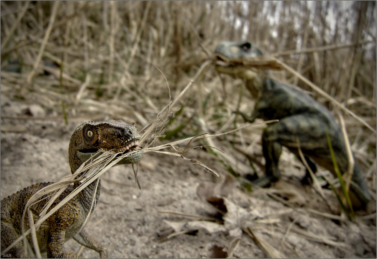 Nestbau Foto & Bild fun, spezial, dokumentation Bilder auf