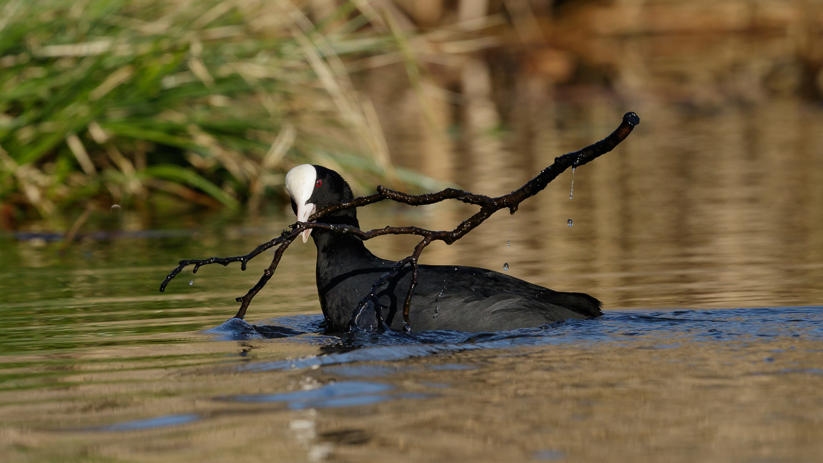 Nestbau bei den Bläßhühnern