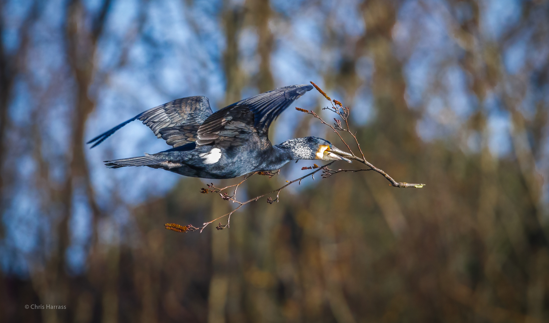 Nestbau bei den Kormoranen