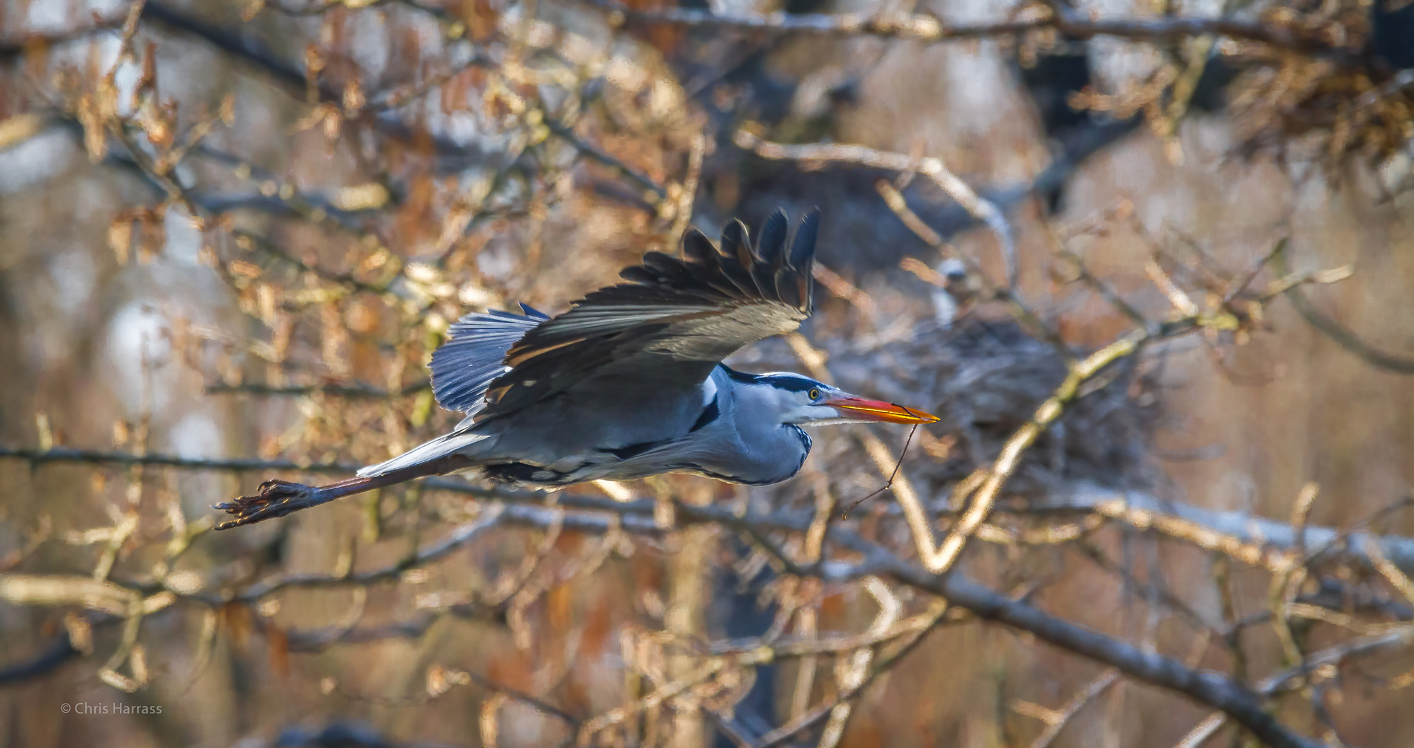 Nestbau bei den Reihern