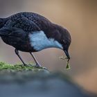 Nestbau bei den Wasseramseln