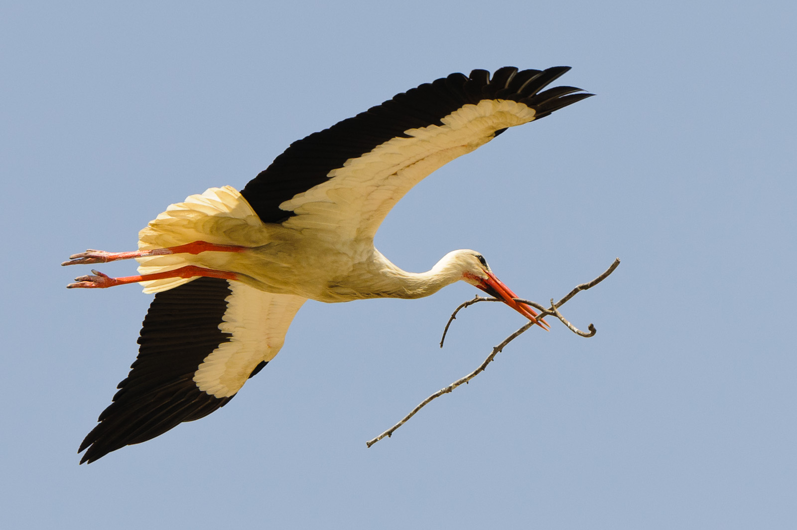 Nestbau bei Familie Storch Teil 2