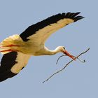 Nestbau bei Familie Storch Teil 2