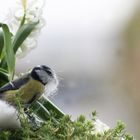 Nestbau bei Regenwetter