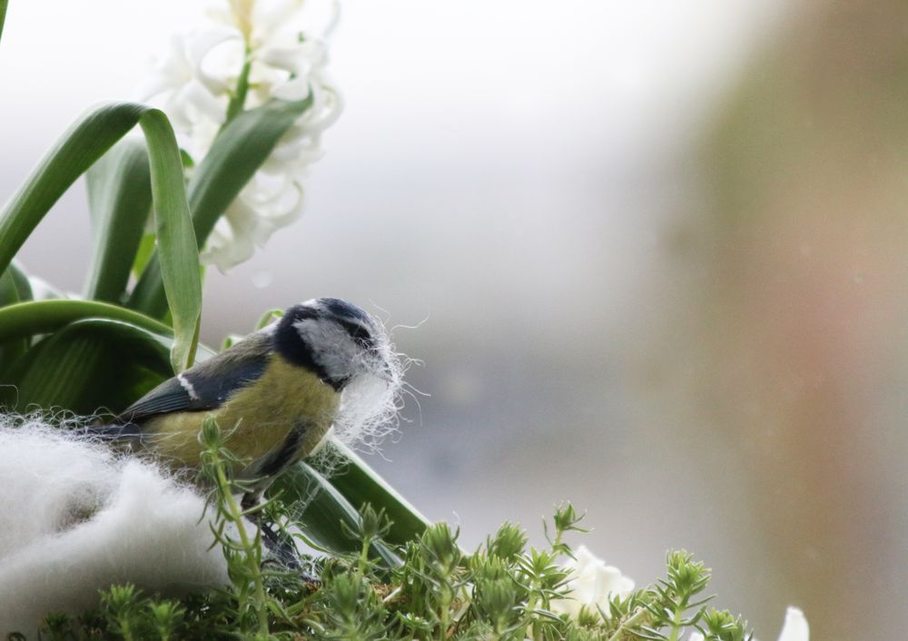 Nestbau bei Regenwetter