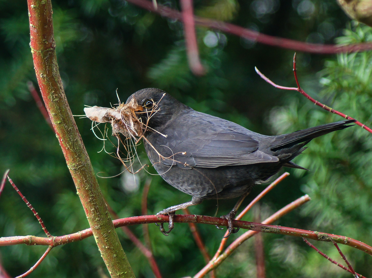 Nestbau Foto & Bild tiere, wildlife, wild lebende vögel Bilder auf