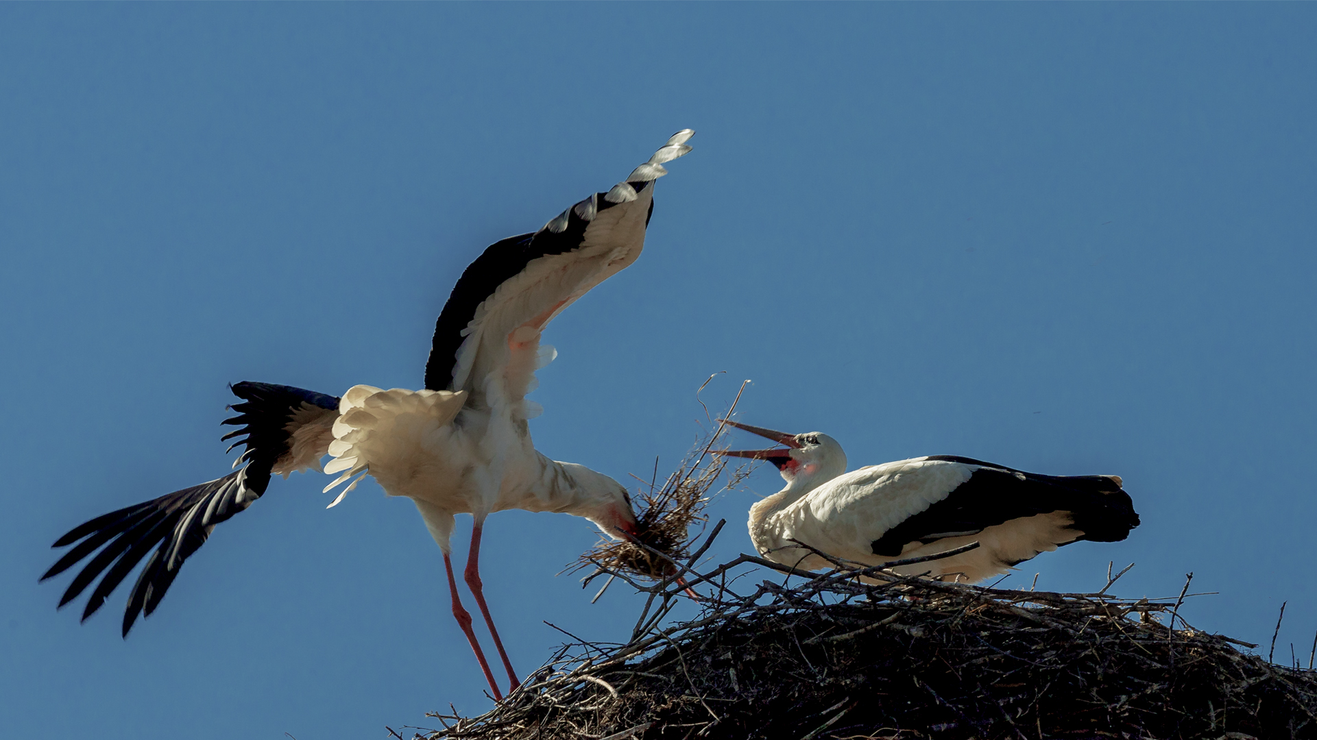 Nestbau