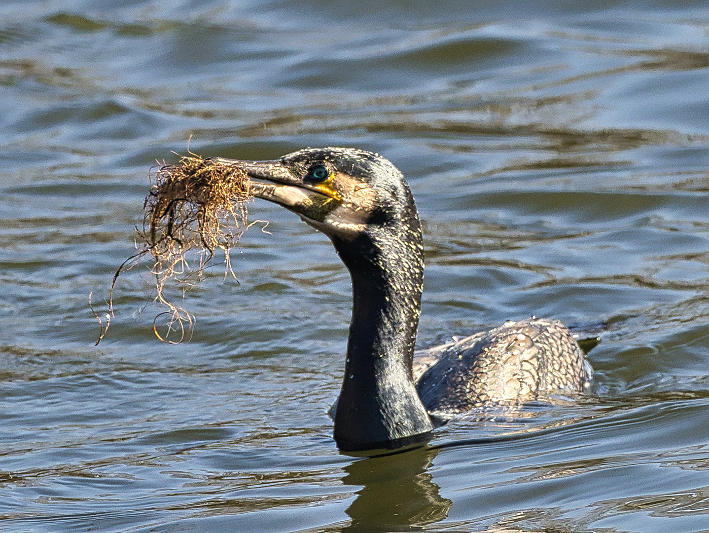 Nestbau