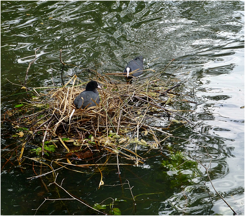 Nestbau der Blässhühner