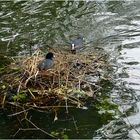 Nestbau der Blässhühner