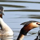 Nestbau der Haubentaucher unter Beaufsichtigung-BildAusschnitt