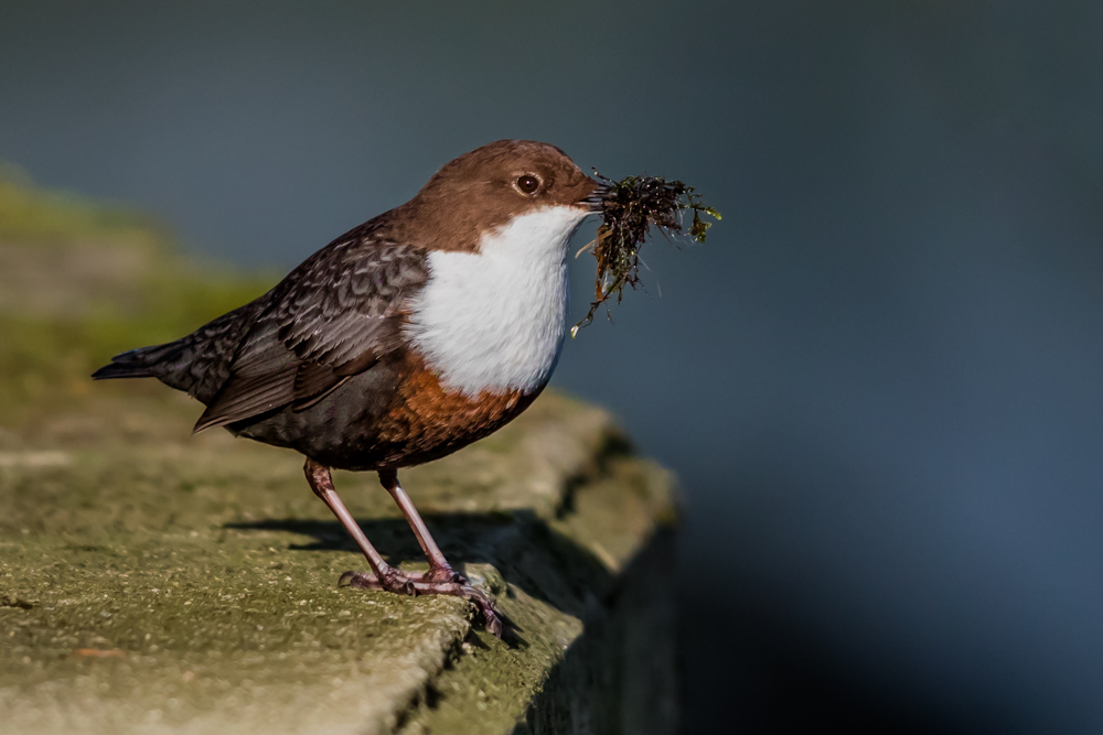 Nestbau der Wasseramseln