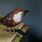 Nestbau der Wasseramseln