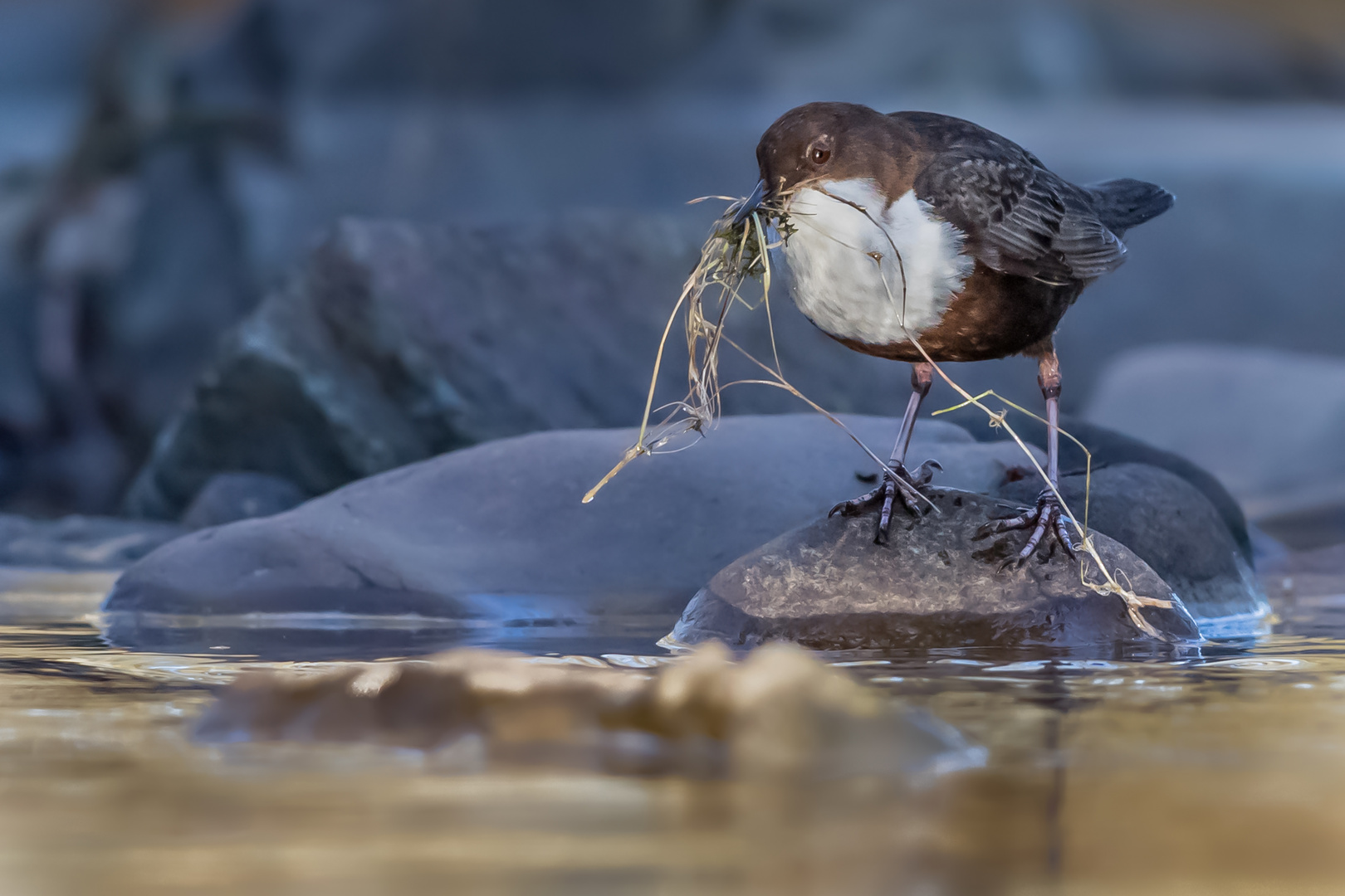 Nestbau der Wasseramseln