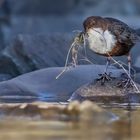 Nestbau der Wasseramseln