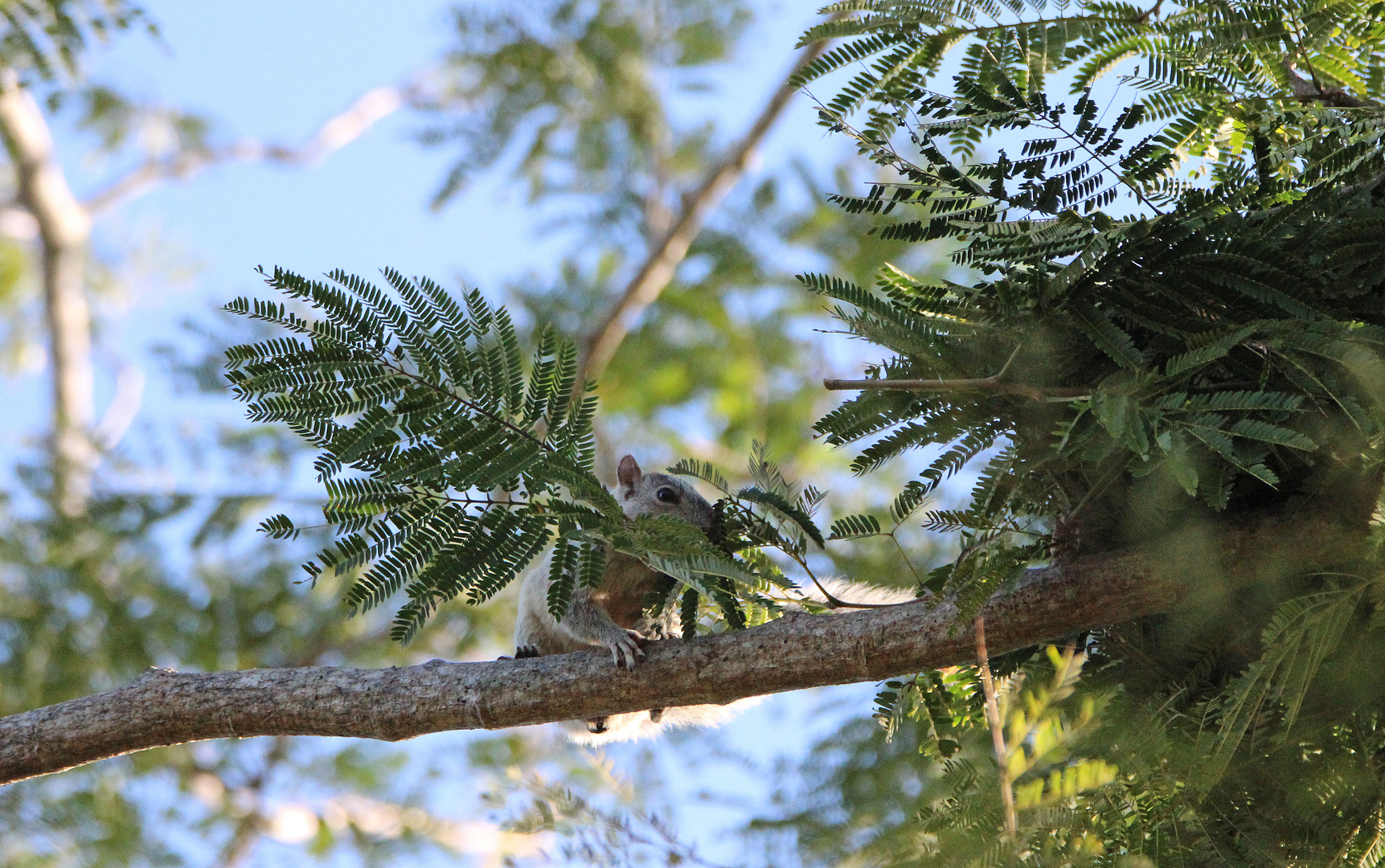 Nestbau des Costa-Rica-Hörnchen.