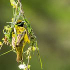 Nestbau des Maskenwebers (Ploceus velatus)