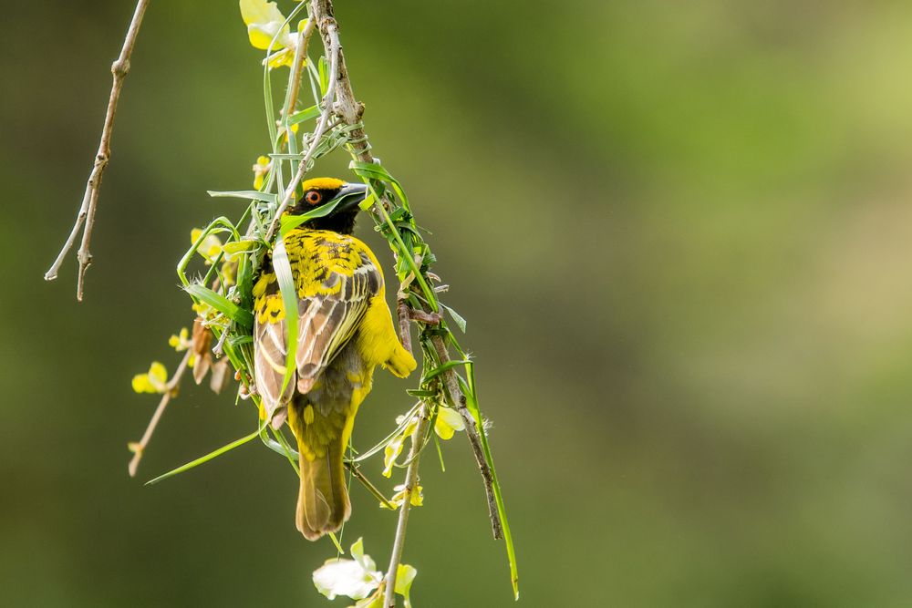 Nestbau des Maskenwebers (Ploceus velatus)