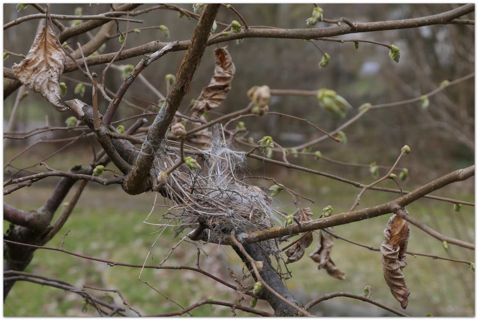 Nestbau