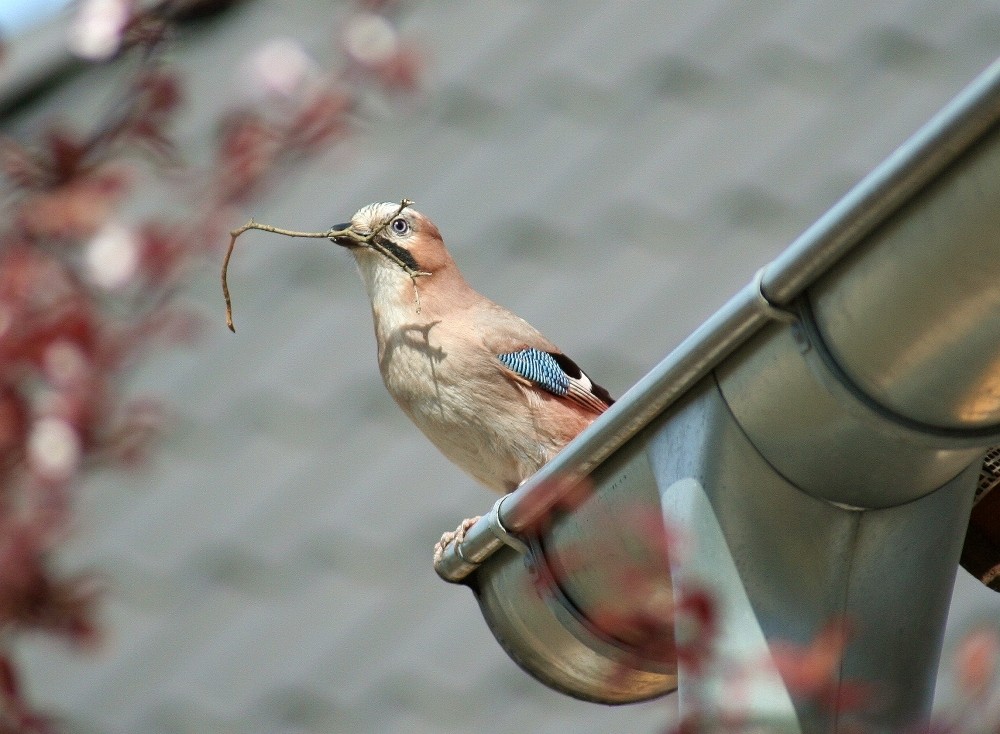 Nestbau - Eichelhäher (Garrulus glandarius)