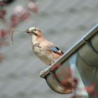 Nestbau - Eichelhäher (Garrulus glandarius)