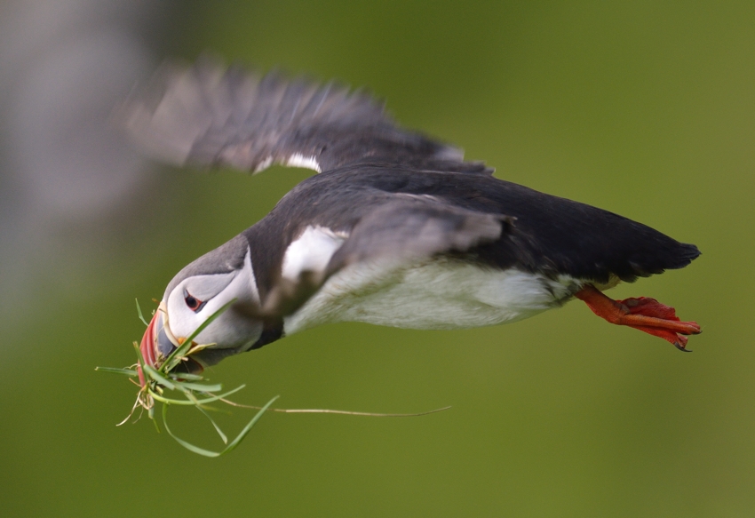 Nestbau