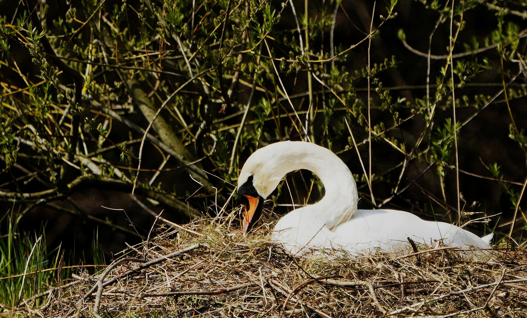 Nestbau geschafft-----.