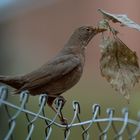 Nestbau hat begonnen