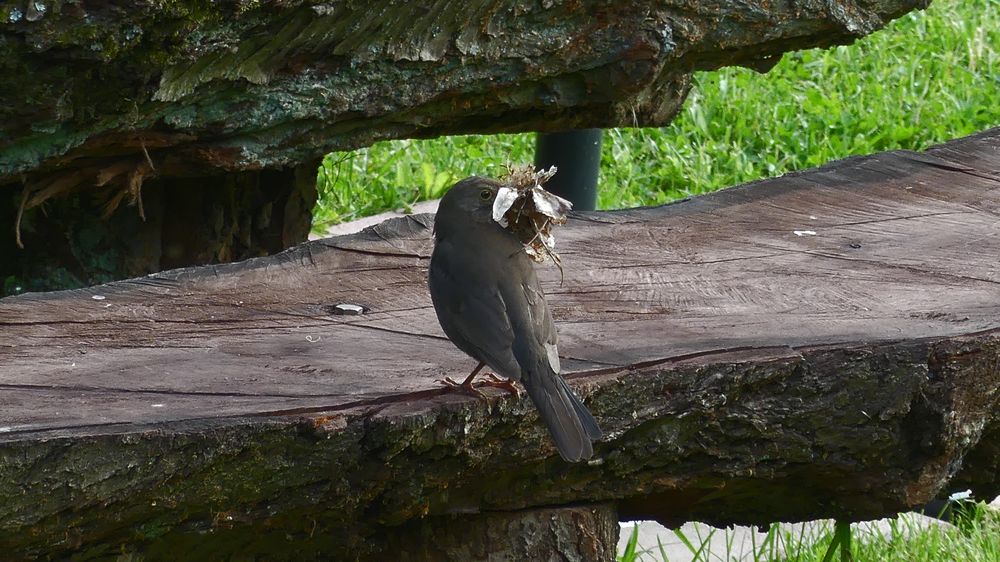 Nestbau, hoffentlich bin ich nicht zu spät dran!