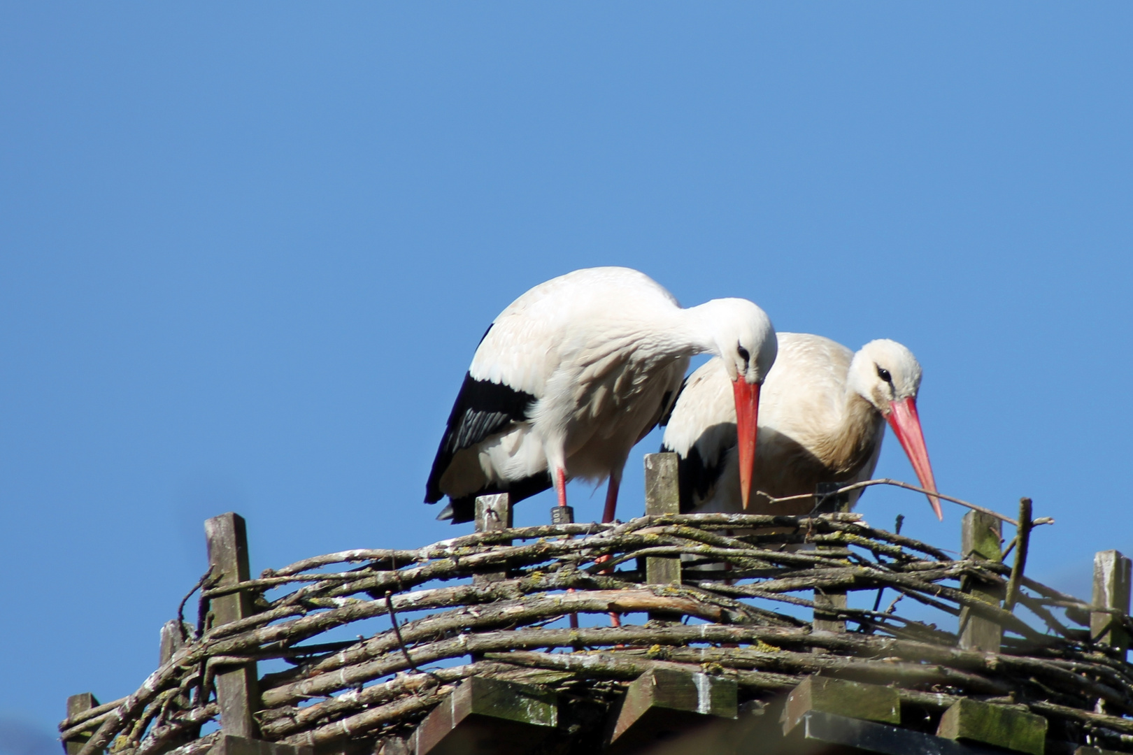 Nestbau? Horst!!!