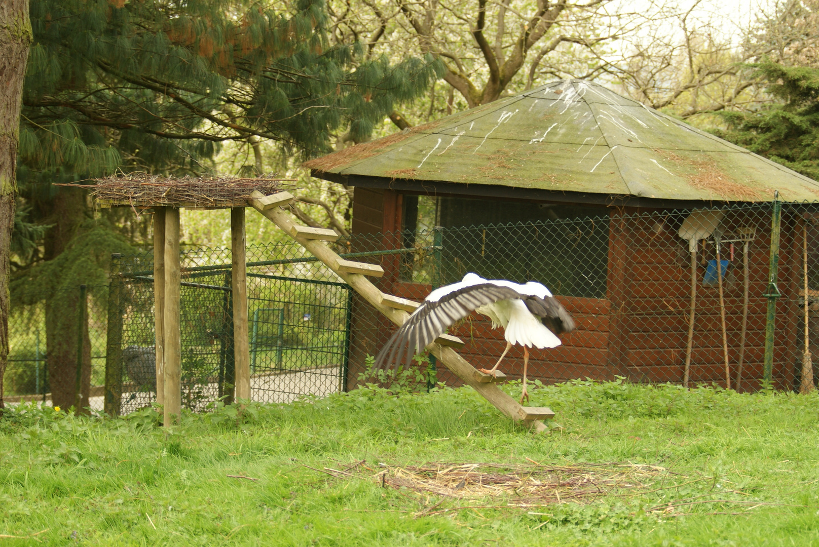 Nestbau im Anflug