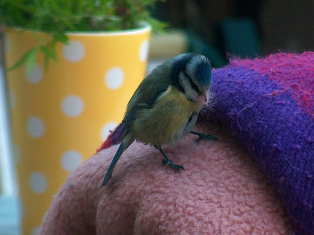 Nestbau im Frühling