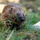 Nestbau im Herbst