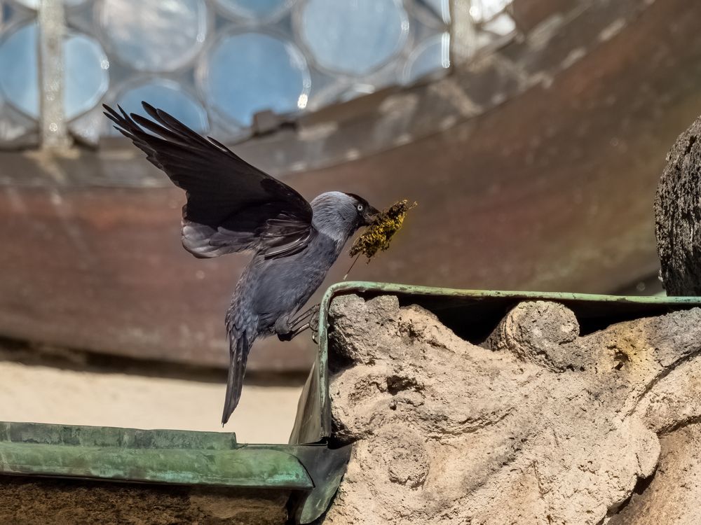 Nestbau ist angesagt