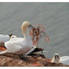 Nestbau mit allem was da ist - Basstölpel auf Helgoland