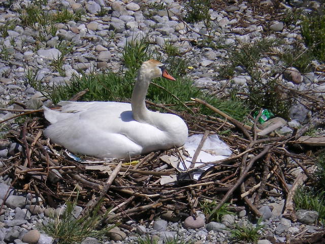 Nestbau mit Treibgut