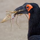 Nestbau oder Fressen?